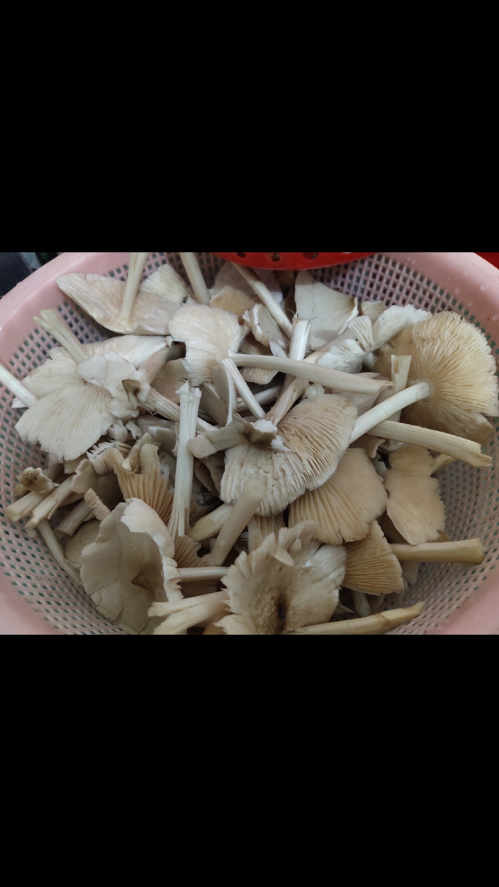 抓住夏至的尾巴,来一波夏至菇的鲜味!