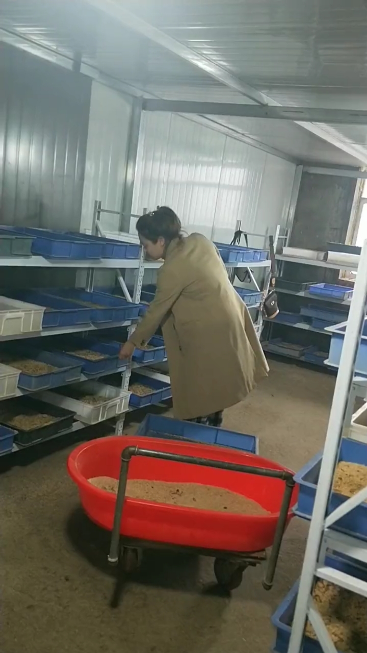 养殖蛋白虫,简单易学,没有年龄高低限制,三到五天喂一次,75天出栏,家