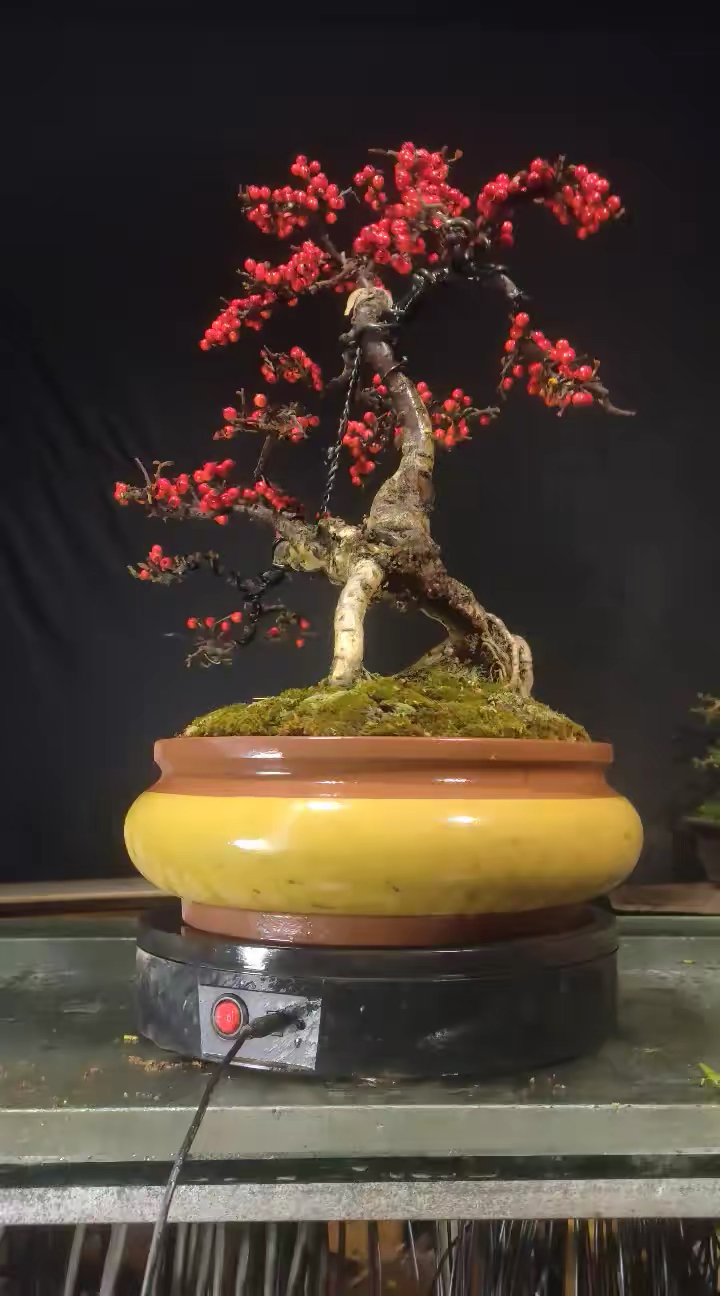 红花平枝荀子喜欢双击加关注