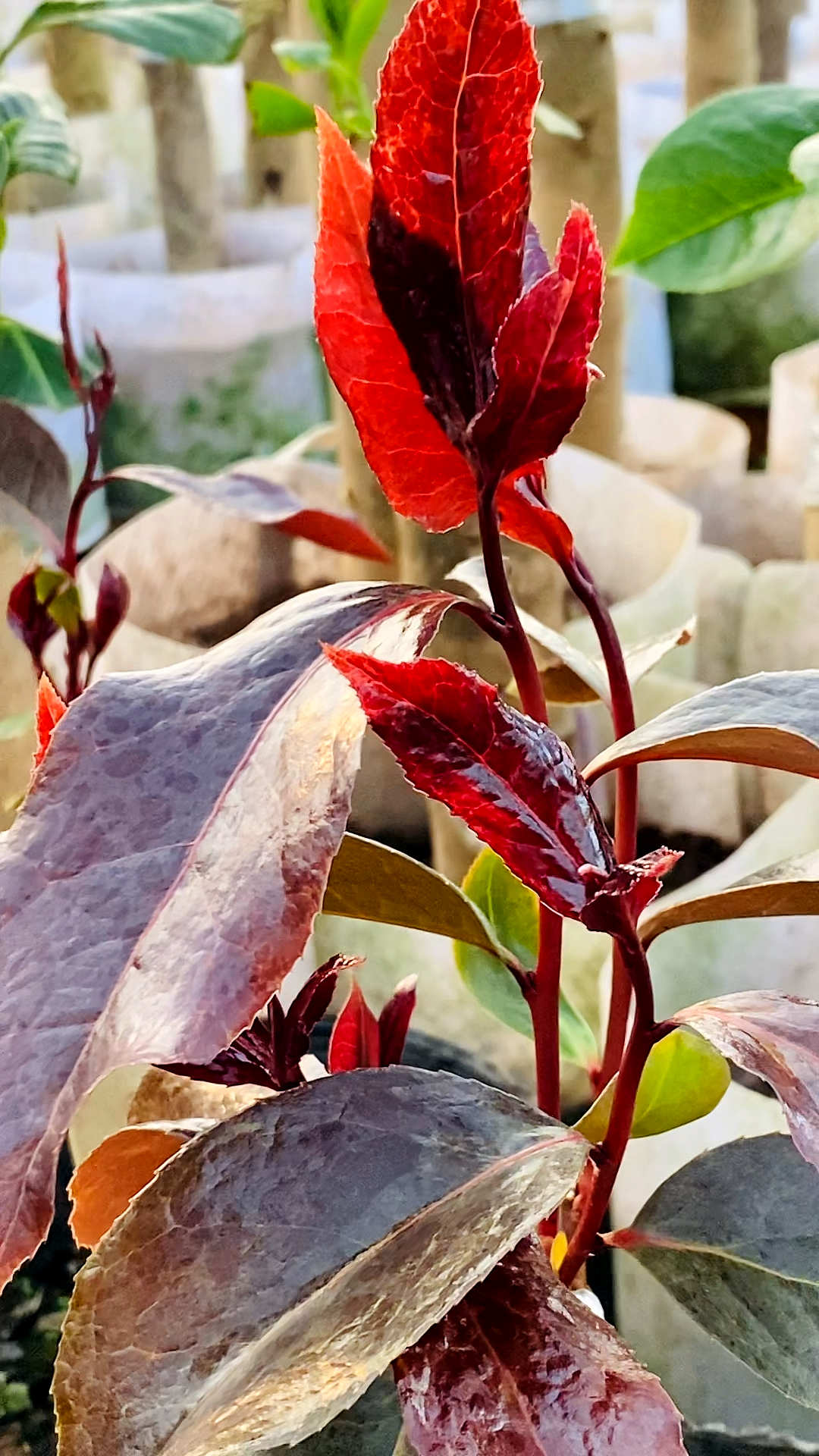 超级墨川茶花!芽都这么美!-度小视