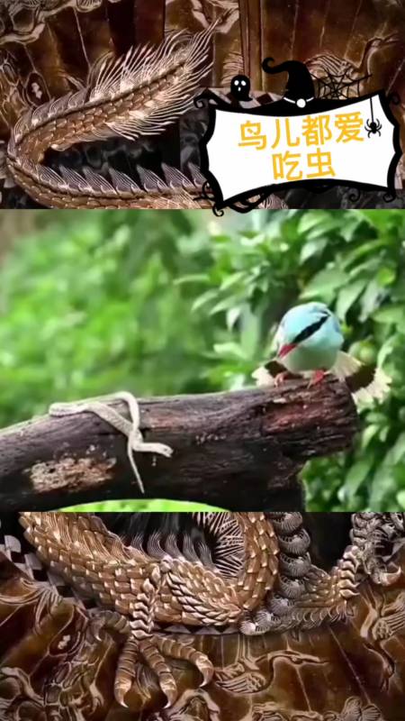 不一样的人生#虫吃鸟还是鸟吃虫,猜猜看
