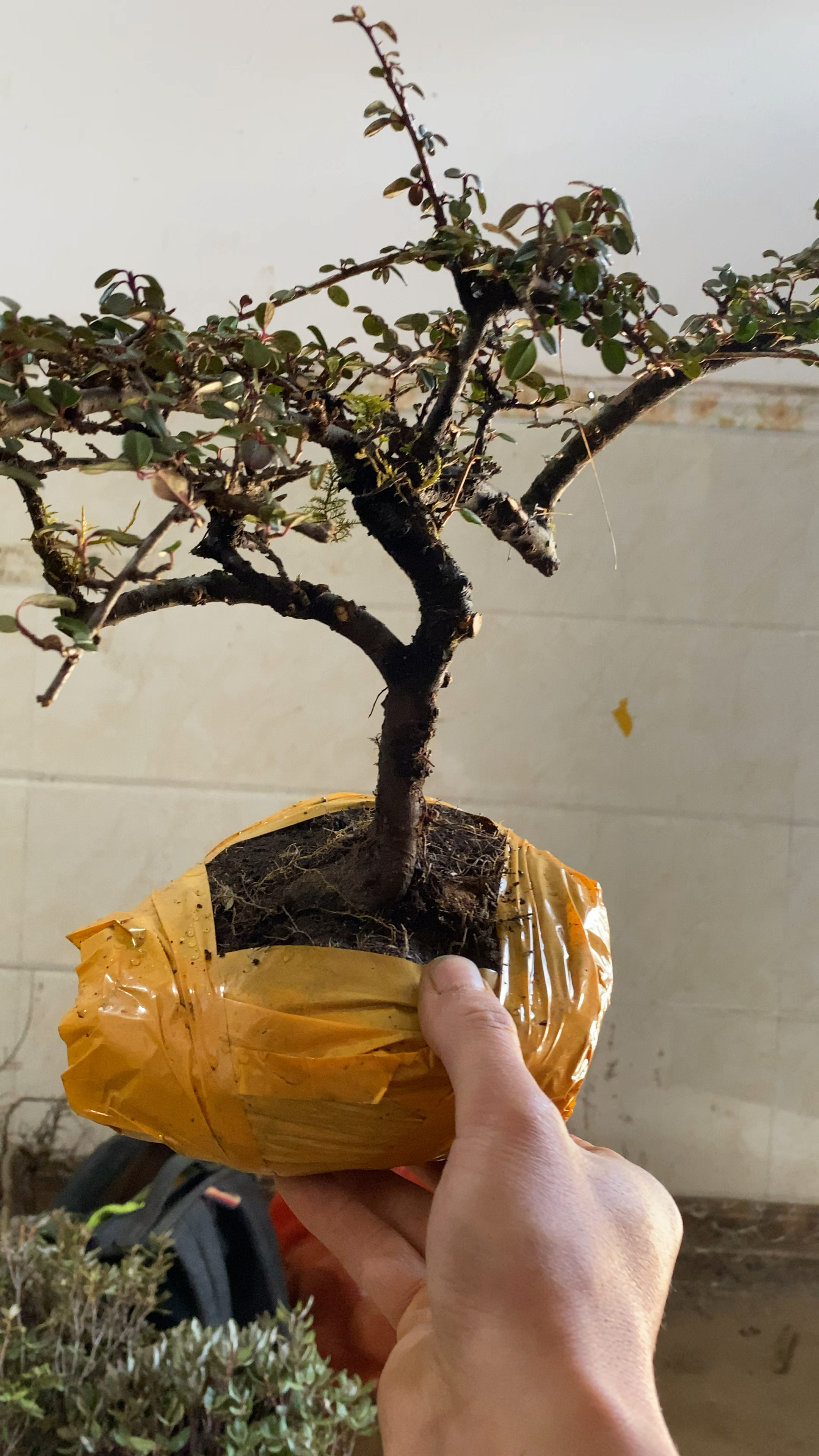 精品白花珍珠大果荀子喜歡分享轉發