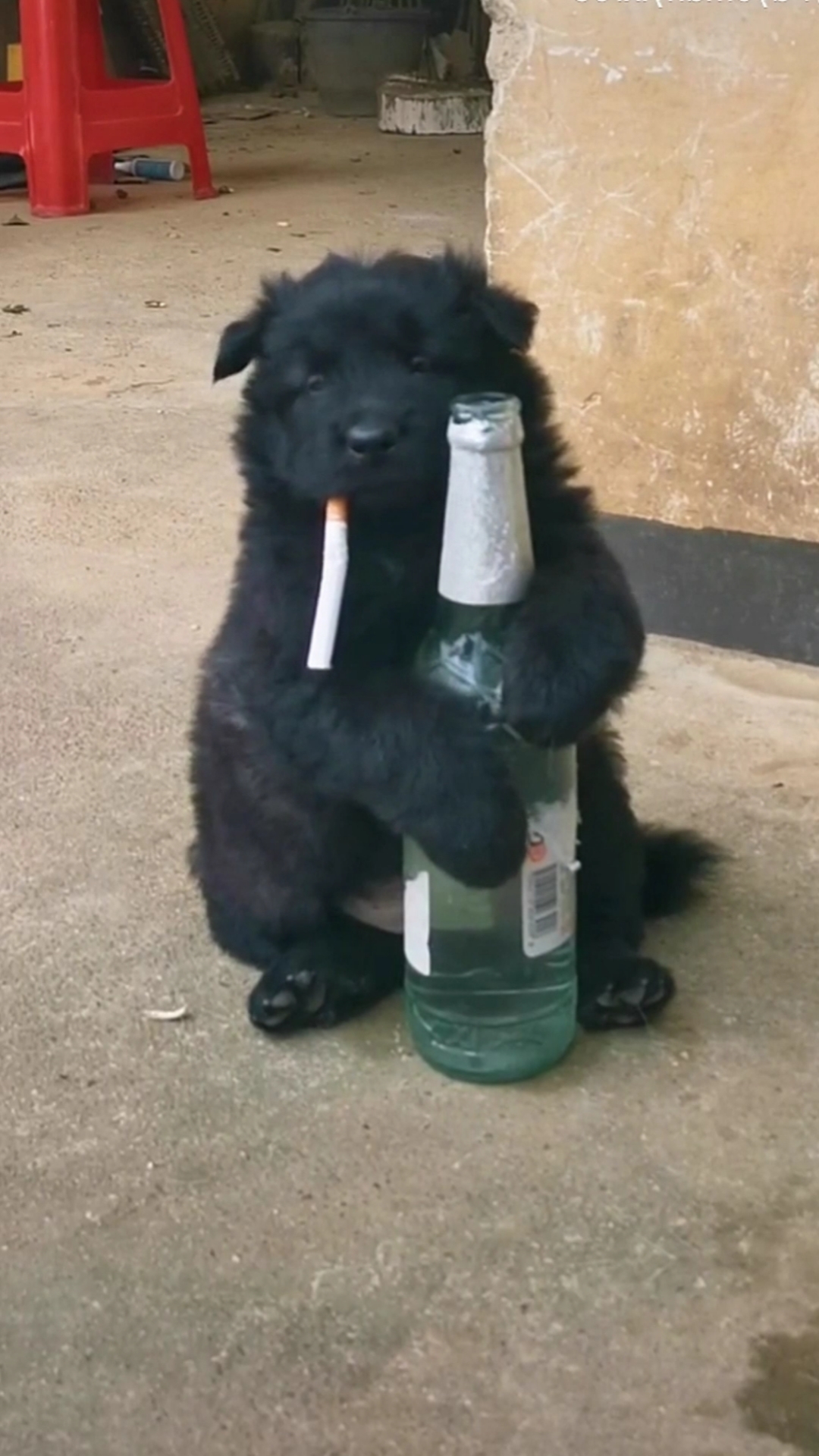 搞笑的狗狗#酒鬼小黑的日常