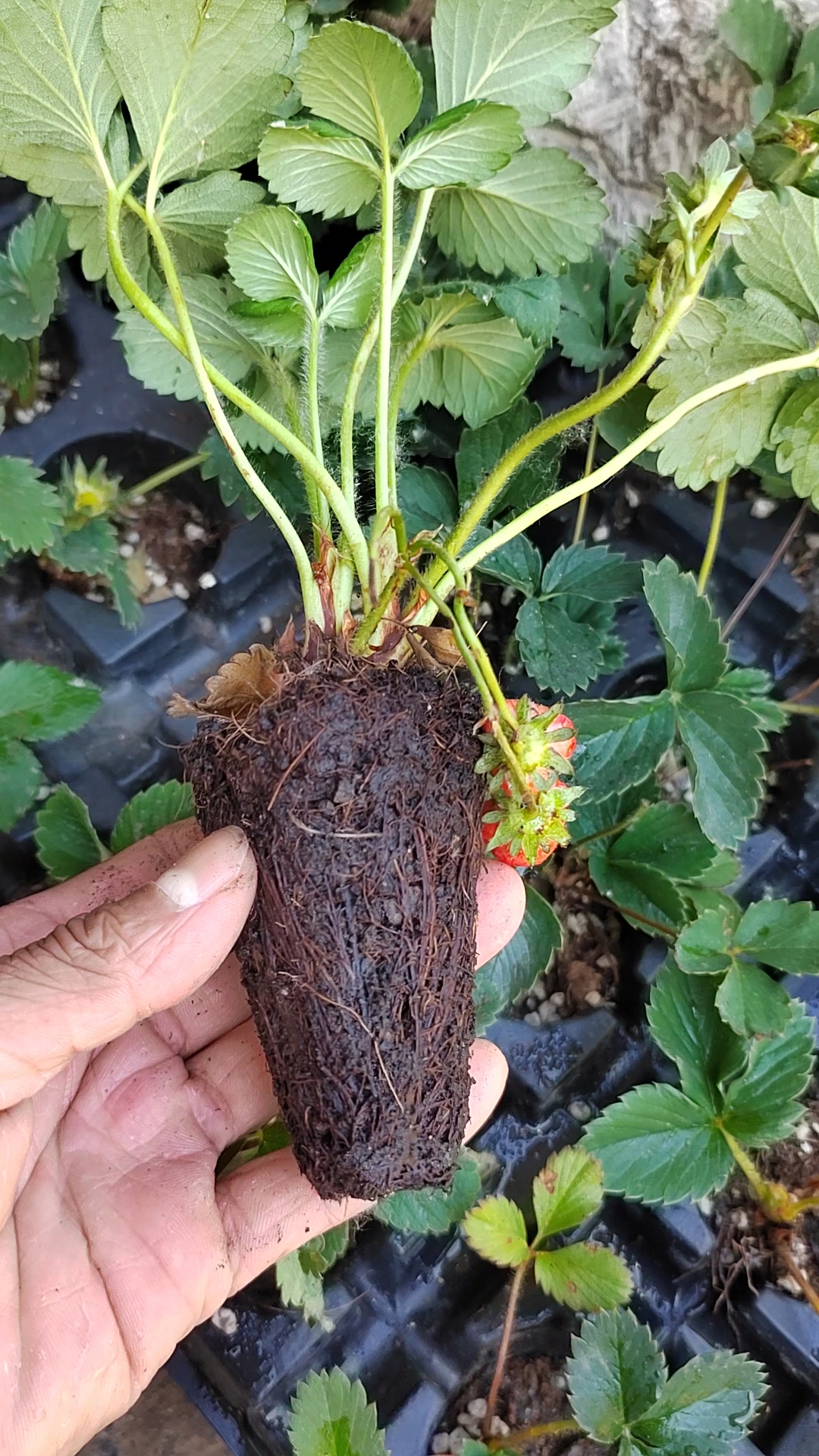 脱毒草莓苗基地,天仙醉草莓苗品种