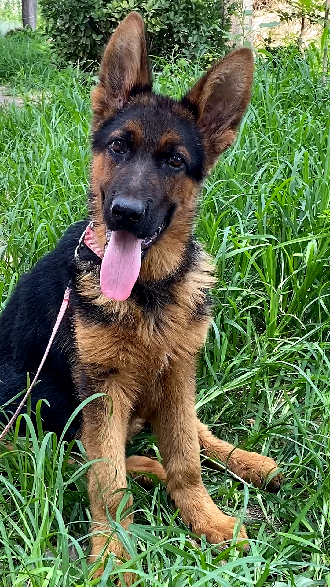 四个多月小德牧太聪明,现在敢给我斗智斗勇了