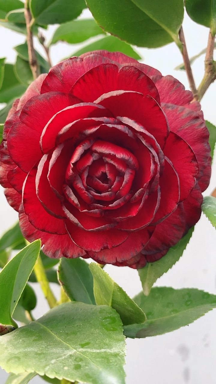 青叶贝拉新品茶花!