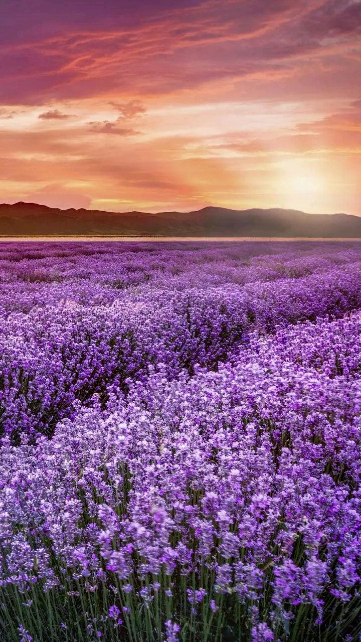 秋天该有的样子#花海