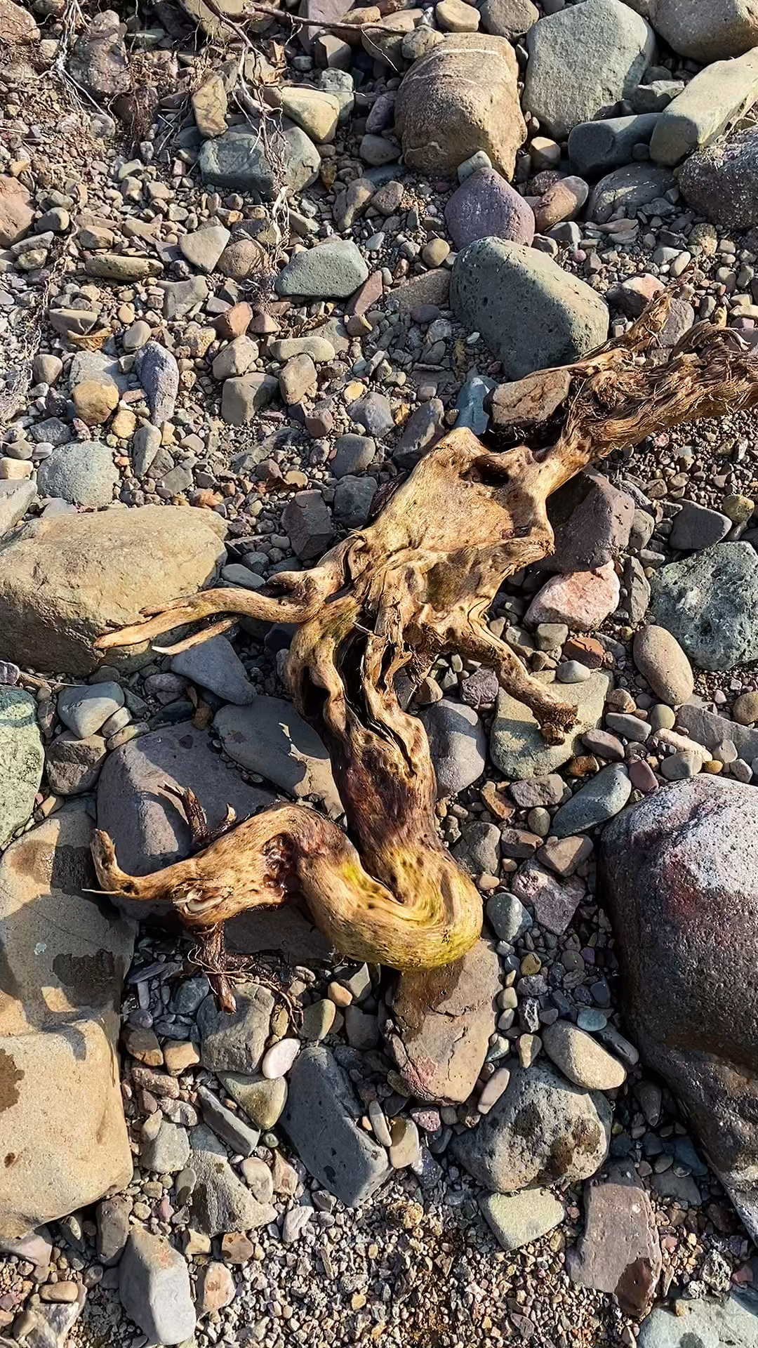 神奇大自然#野外捡到一段漂亮的树根-度小视