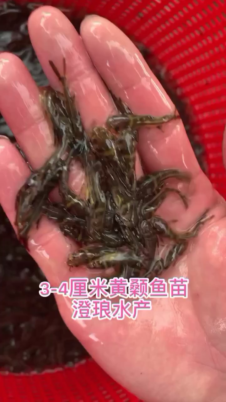 黄骨鱼苗黄颡鱼昂刺鱼苗黄丫头活体淡水养殖黄辣丁黄桑鱼苗