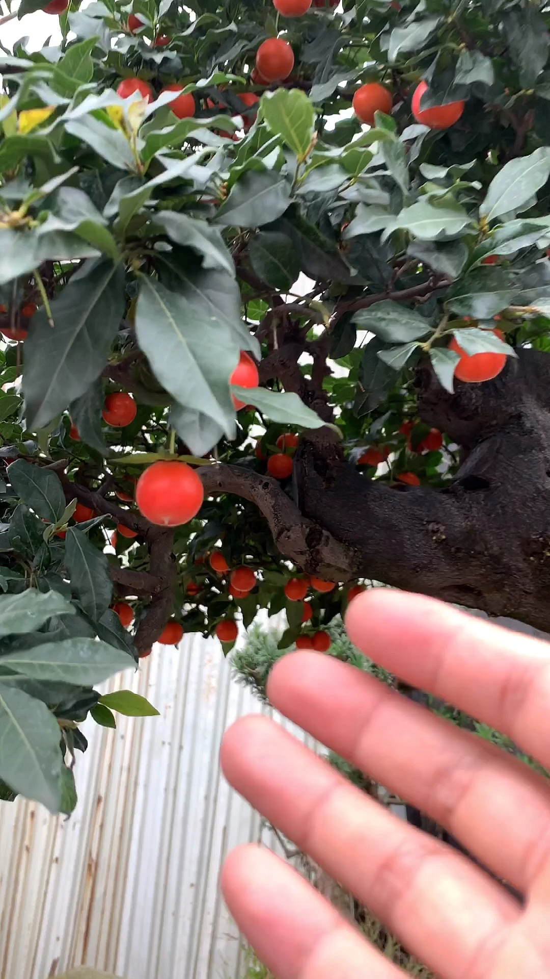 美不美金弹子血红果