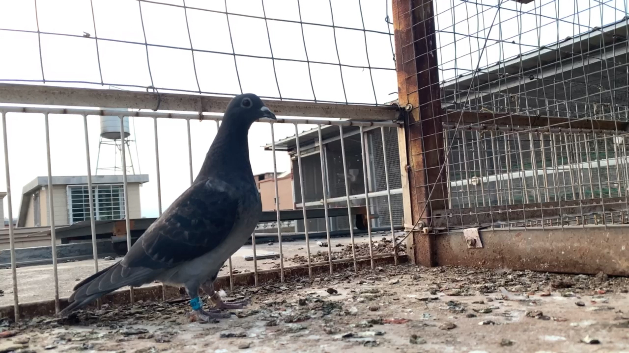 厦门许久自留吴淞跃龙一对欣赏