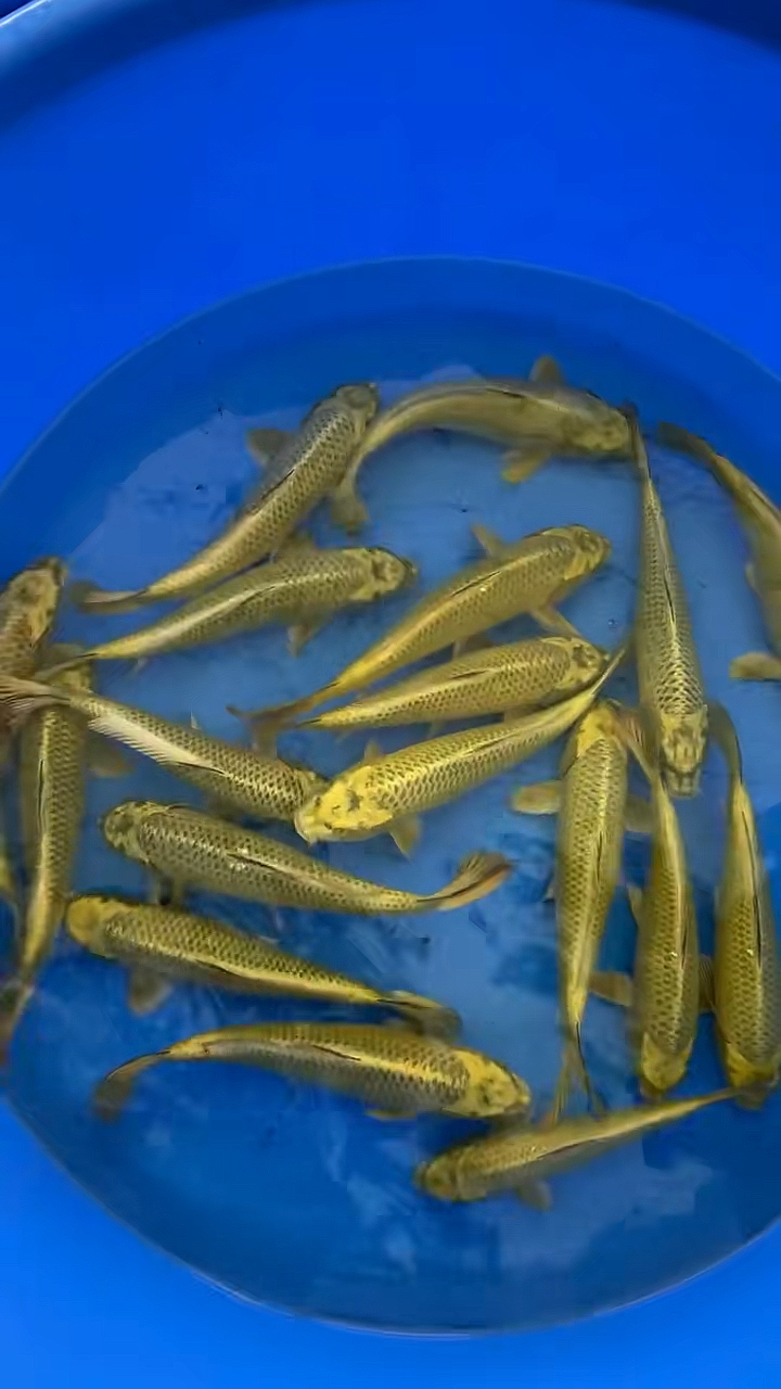 锦鲤#古黄金锦鲤