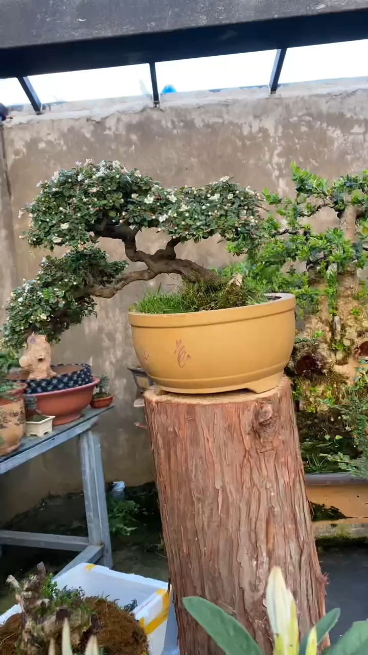 白花大果荀子