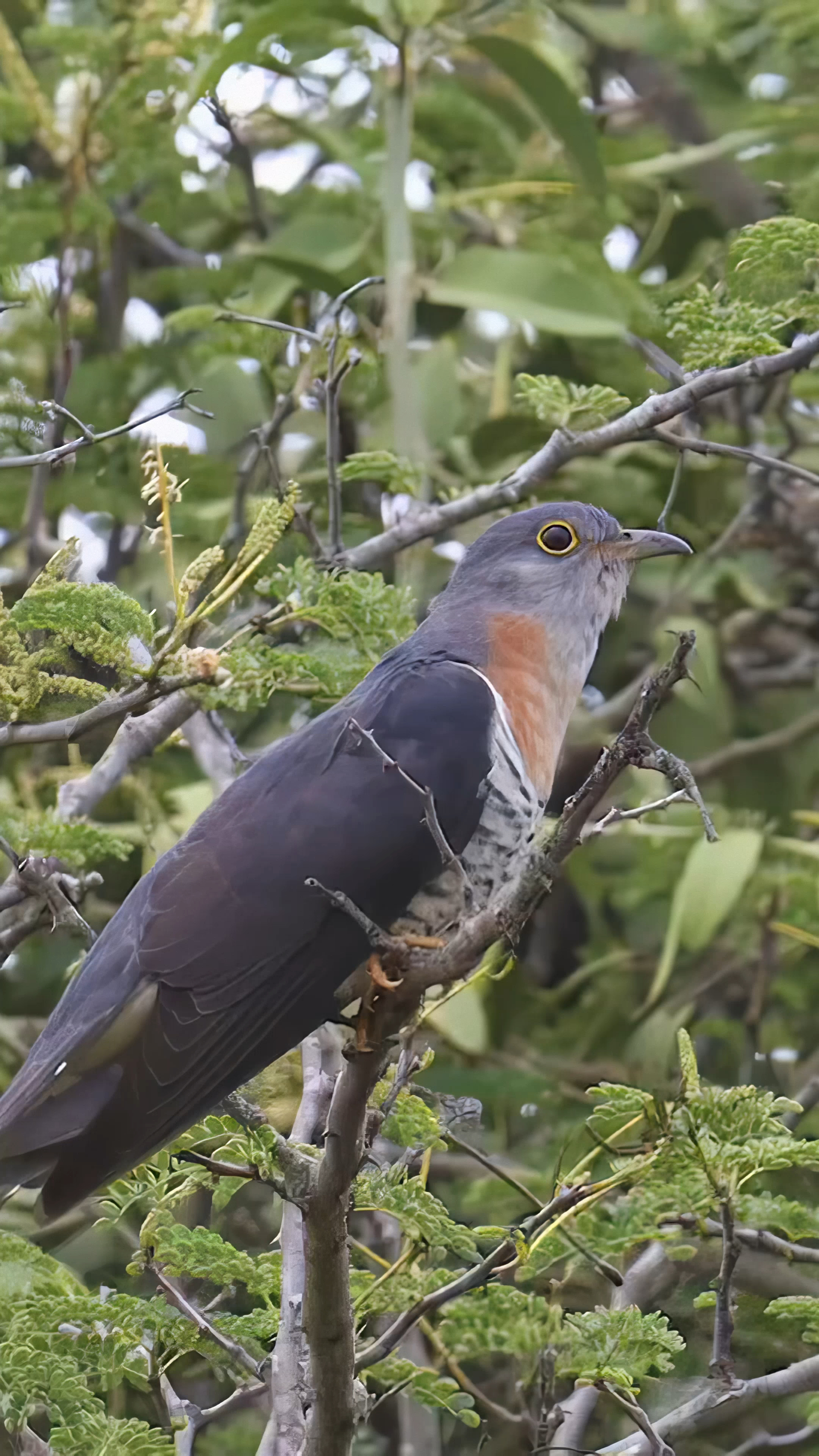 探纪自然终于见到了八声杜鹃鸣叫声好有趣