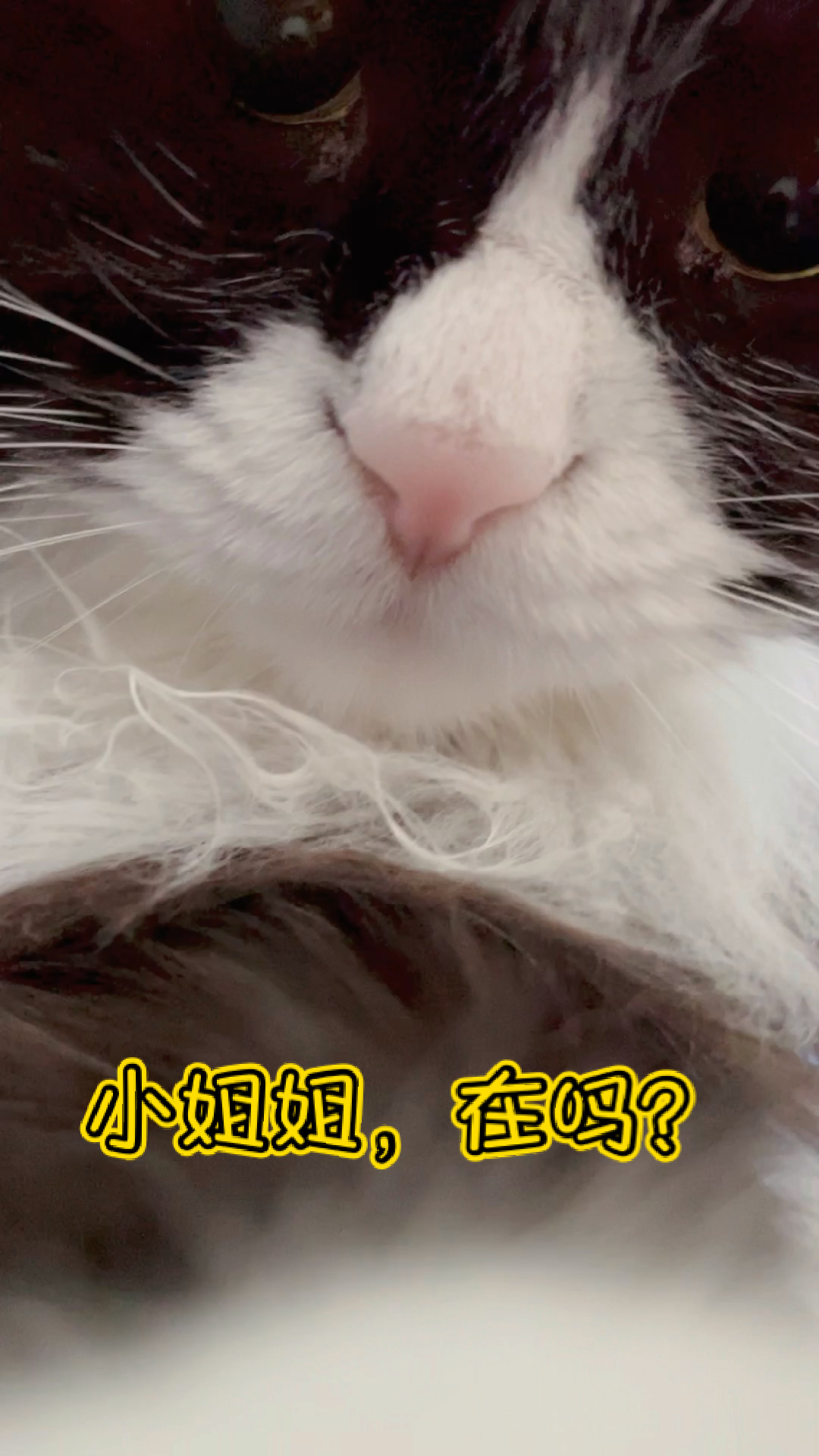 家有猫咪#小姐姐在吗?头像是我,你不满意?