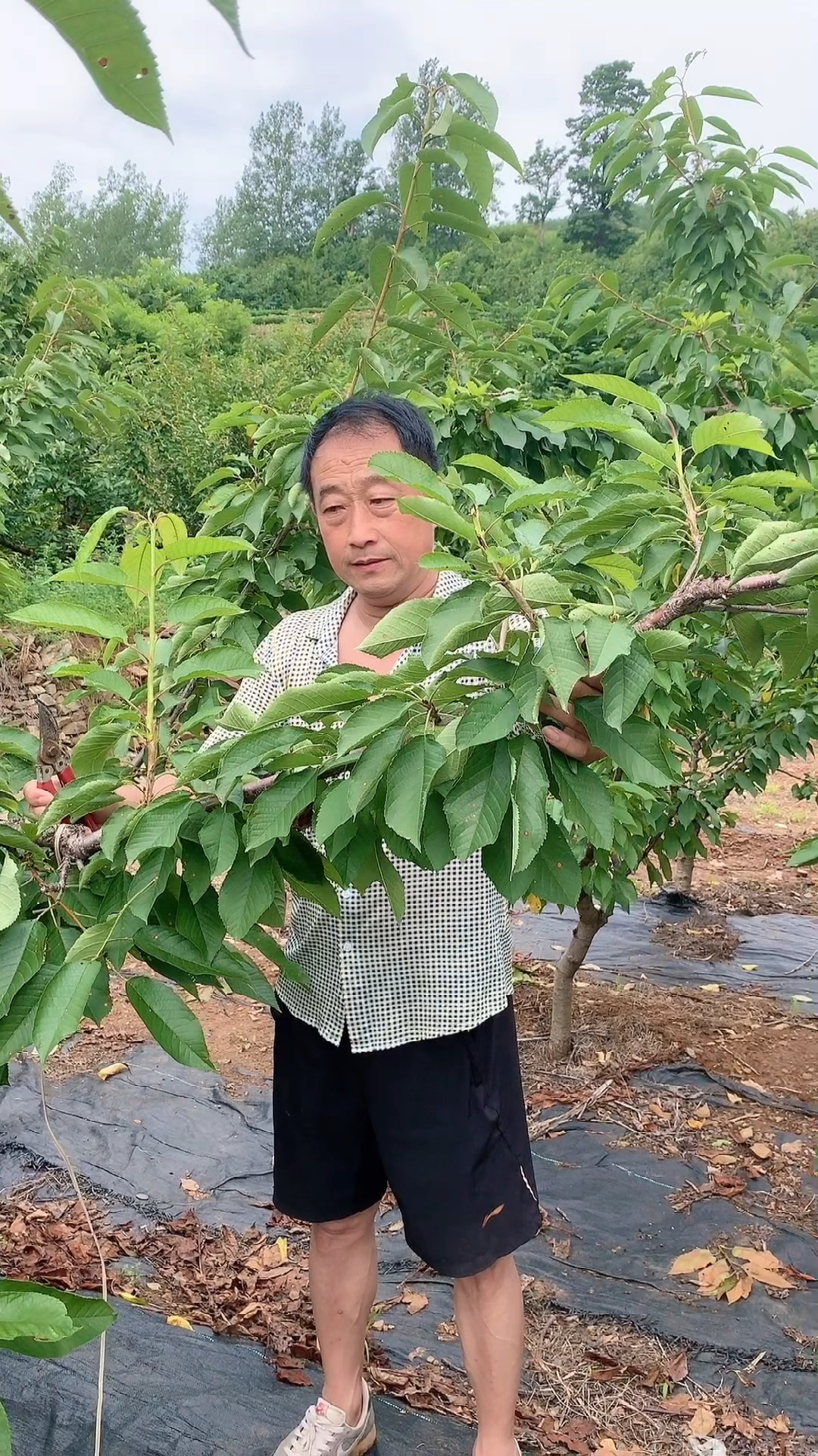 大櫻桃樹夏季修剪如何正確留樁方法