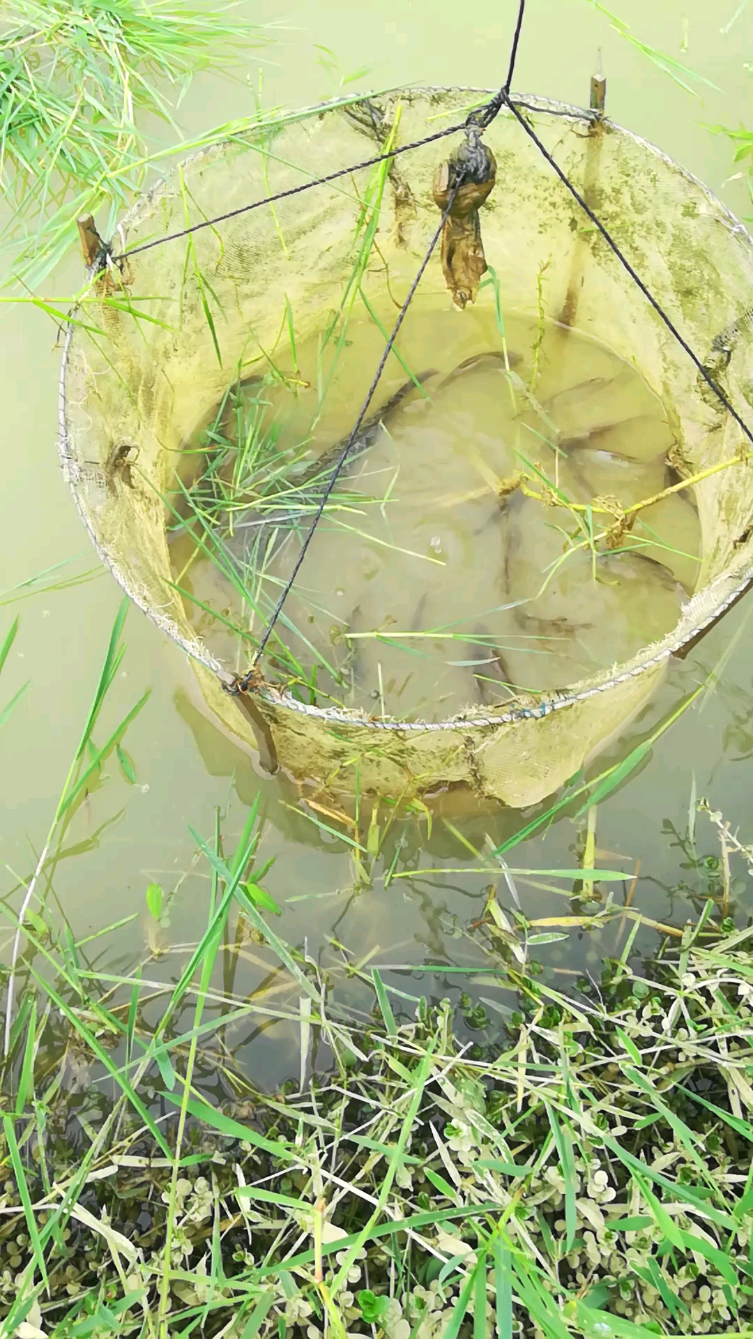 户外抓鱼#网上学做的抓鱼陷阱,效果还不错!
