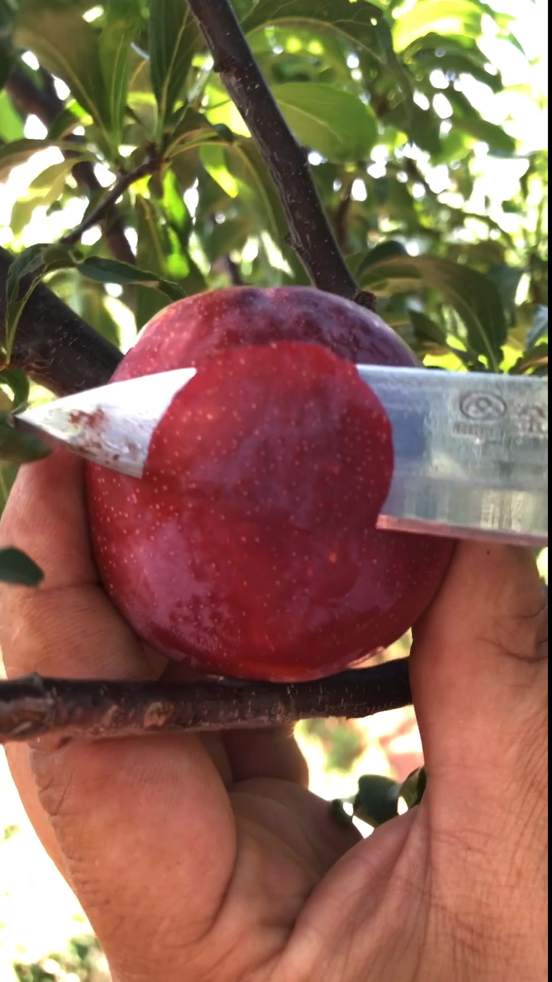 土特产推荐#黑美人李子.你吃过吗?太美味了!
