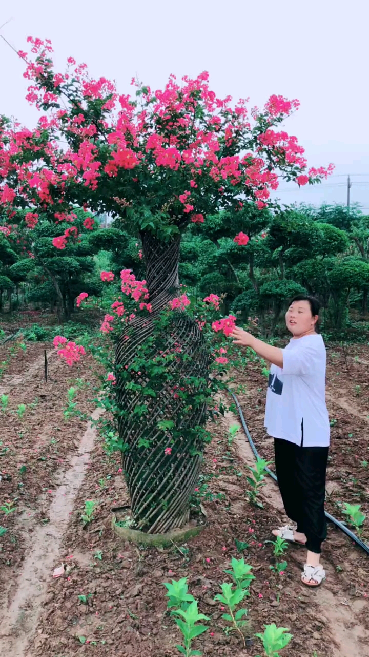 紫薇花瓶,耐寒耐旱南北方都可以栽植,花期长达120天,适合庭院别墅农家