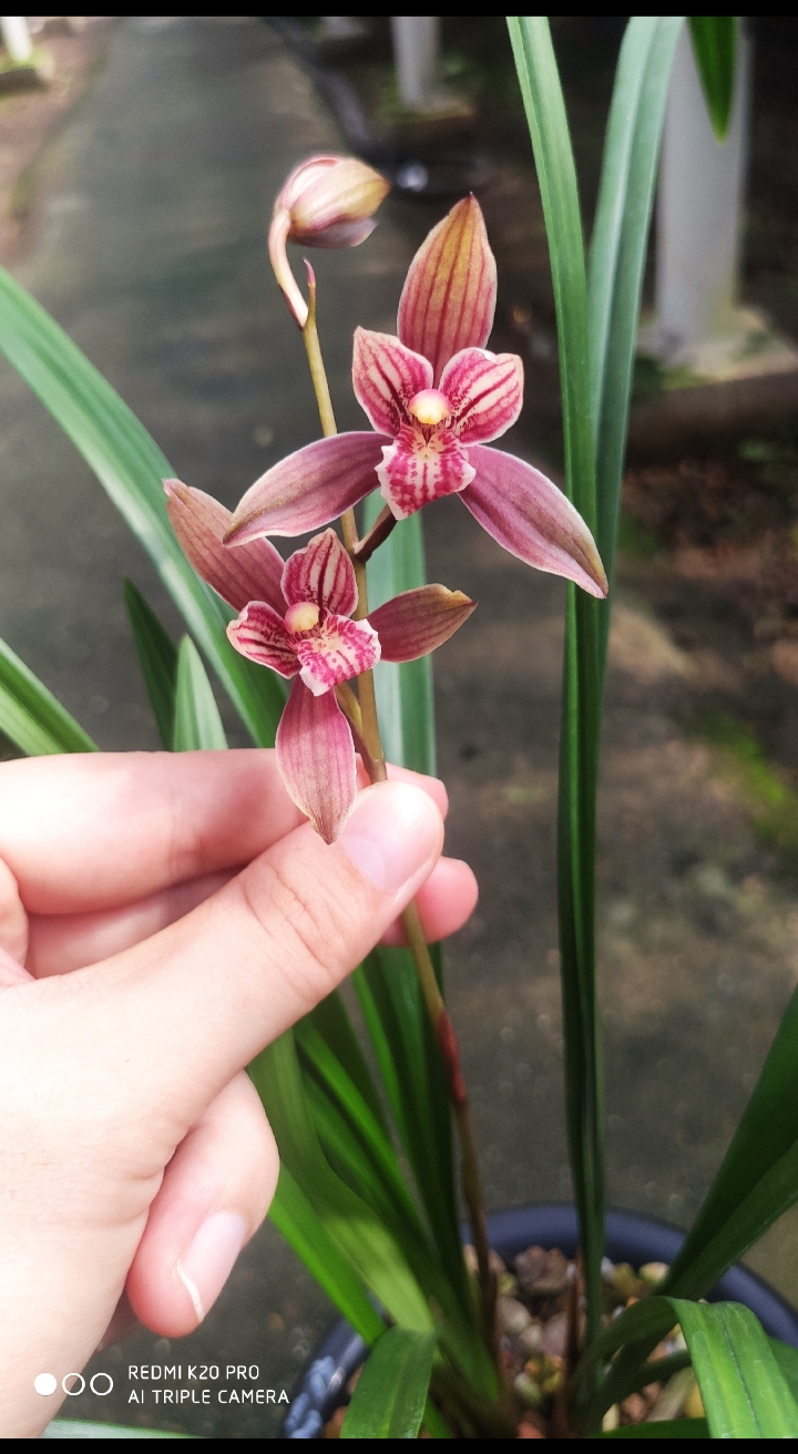 兰花#建兰如意红大红荷今年首开