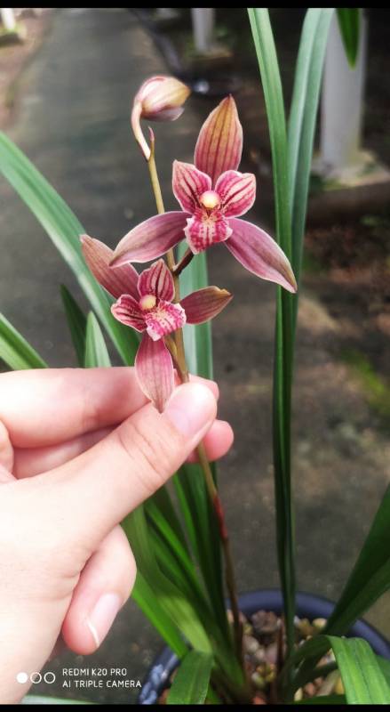 兰花#建兰如意红大红荷今年首开