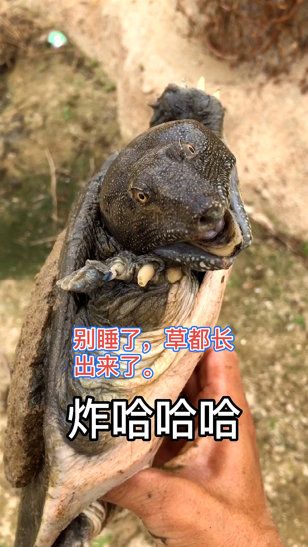 农村良弟抓甲鱼:这甲鱼真的很厉害!藏在土里面,小草已经长出来土了!