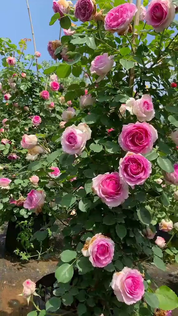 多季开花爬藤月季罗衣大开花浓香型