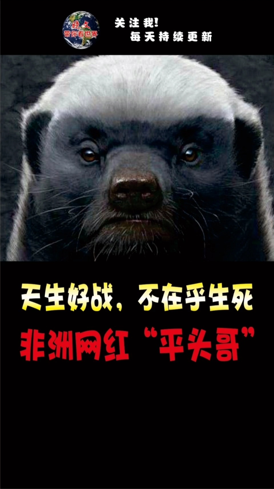 神奇动物在这里#从不怕生死,非洲网红平头哥就是这么牛