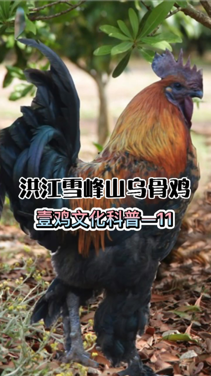 壹鸡文化#第11集|洪江雪峰山乌骨鸡