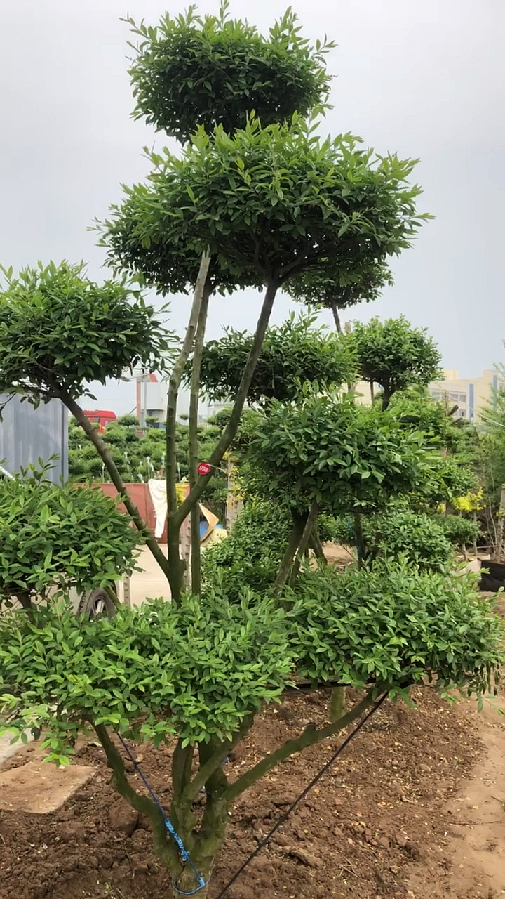 小叶女贞造型树别墅庭园小区高档风景树