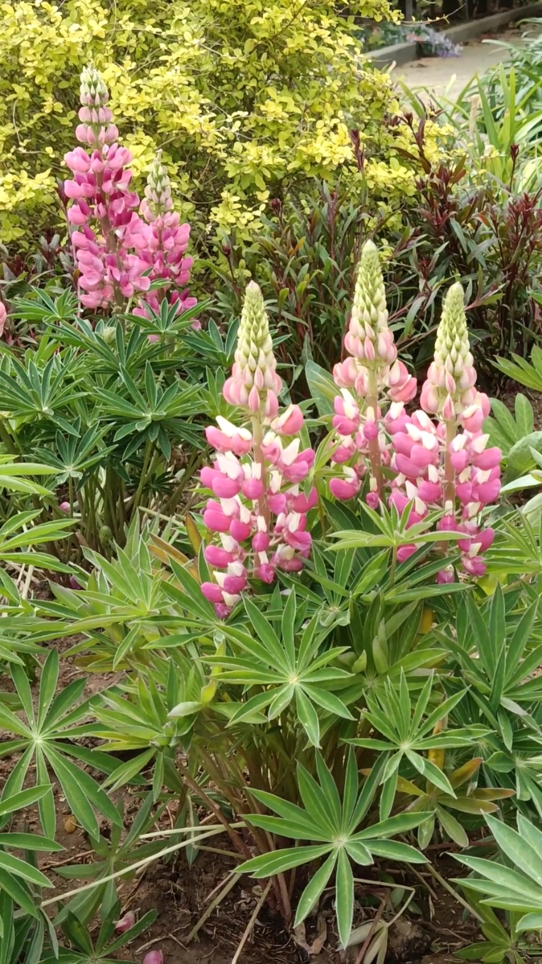 晒晒我家的春天#粉色串串花美极了!