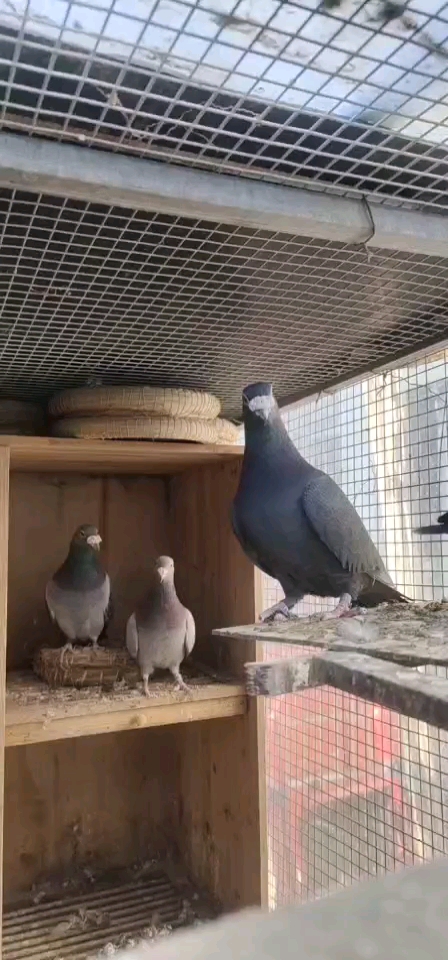 鸽魔漂亮的昆明黑军鸽种鸽欣赏