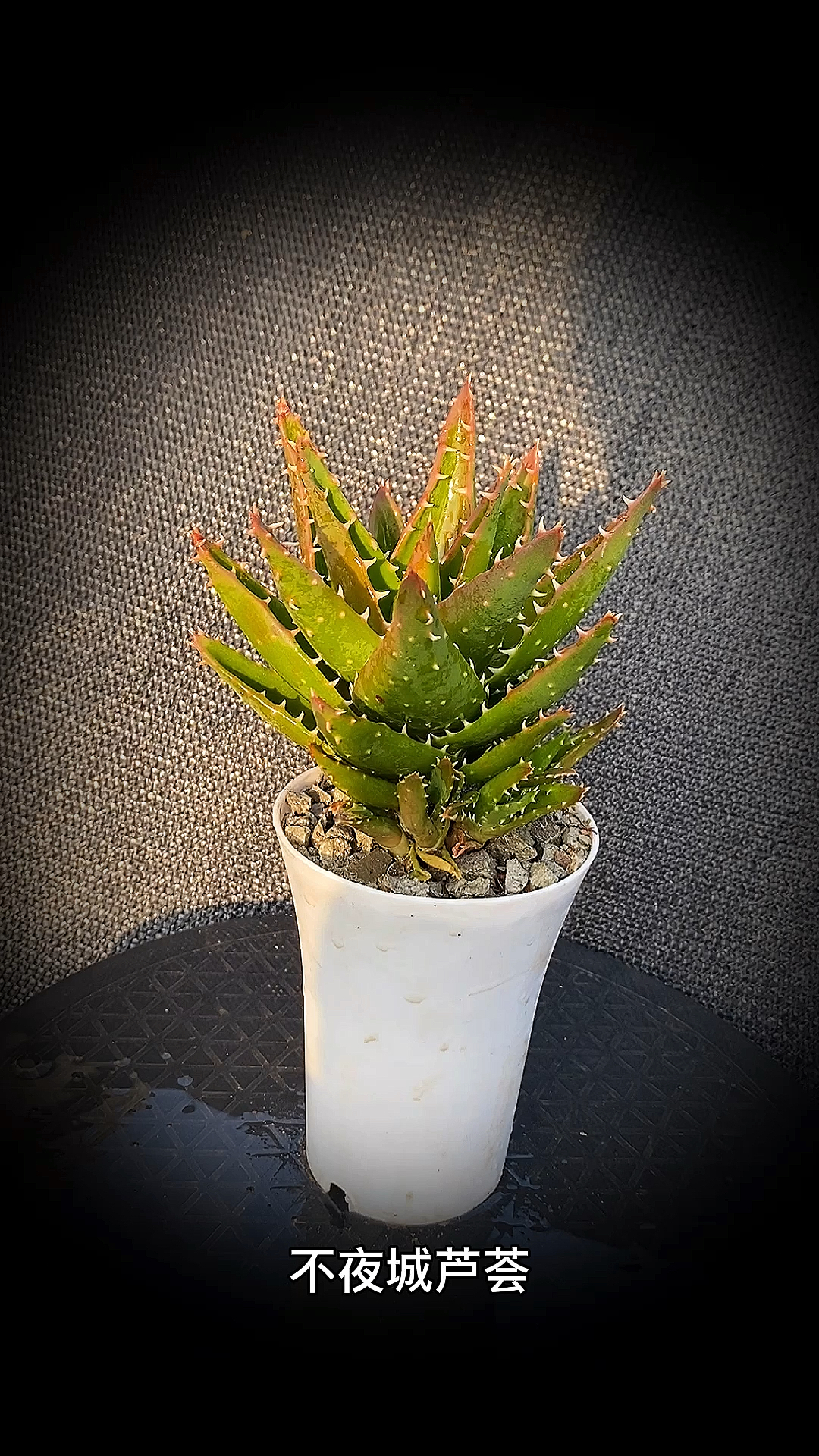 不夜城芦荟#不夜城芦荟:是百合科芦荟属的多年生肉质植物.-度小视