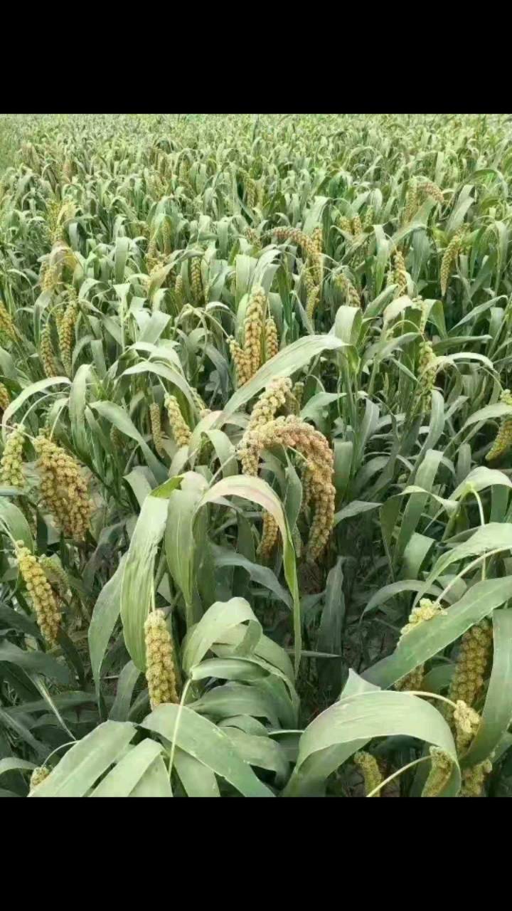 农村的庄稼真好.