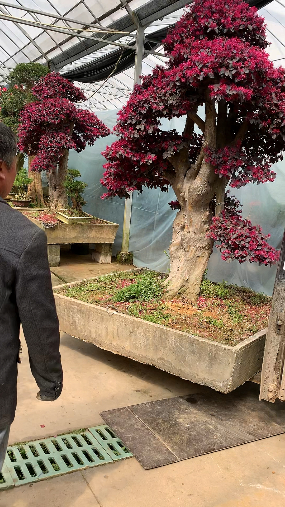 老桩红花继木适合庭院别墅栽种叶子四季常红一年开两次花