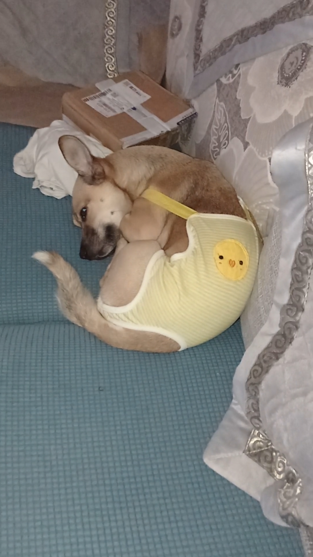 求抱不成,自己蜷缩着睡了!