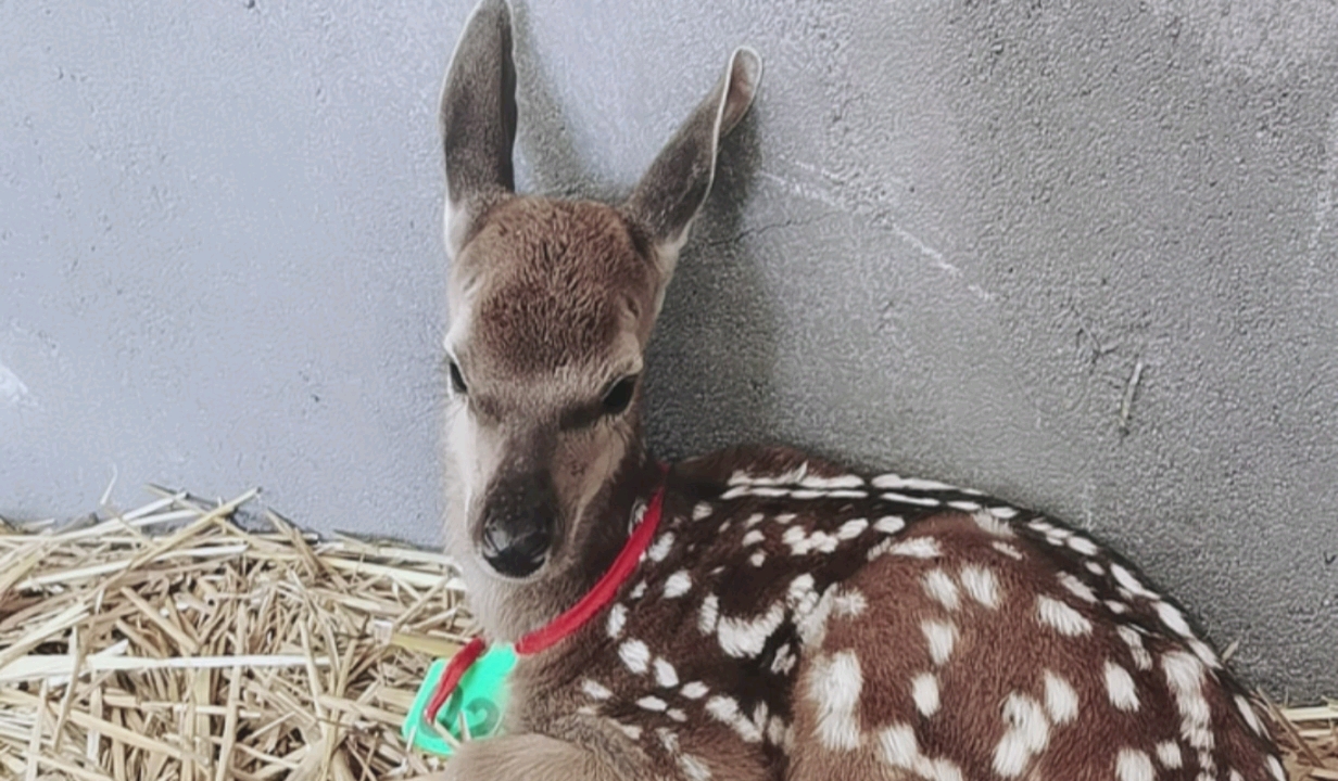 人工驯养的梅花鹿小鹿听话和人亲近也是比较流行的宠物