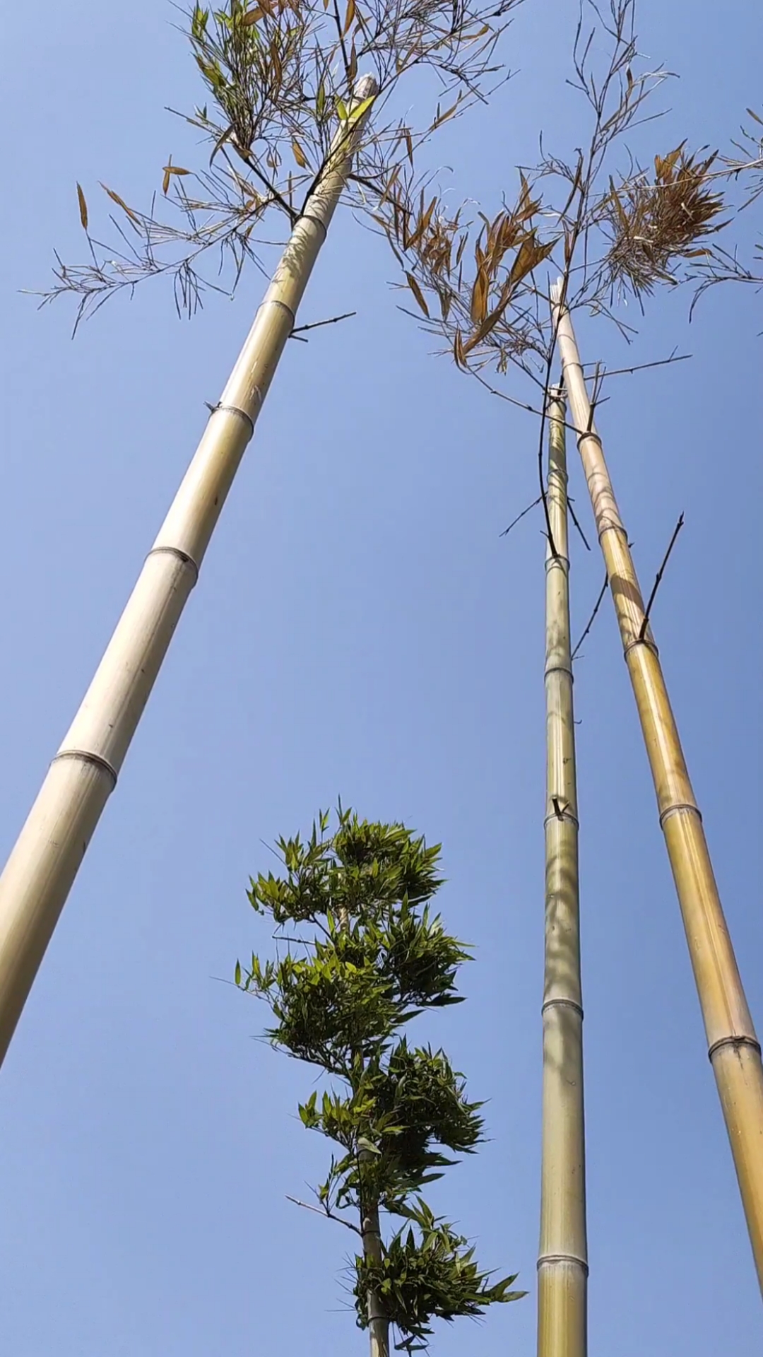 竹生空野外,梢云耸百寻.无人赏高节,徒自抱贞心.