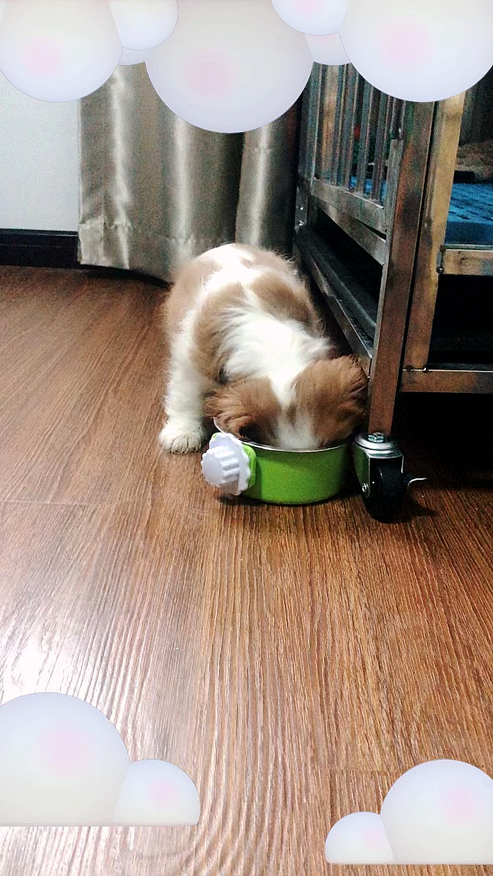 家有萌宠#狗狗的吃播,边埋头干饭边擦地