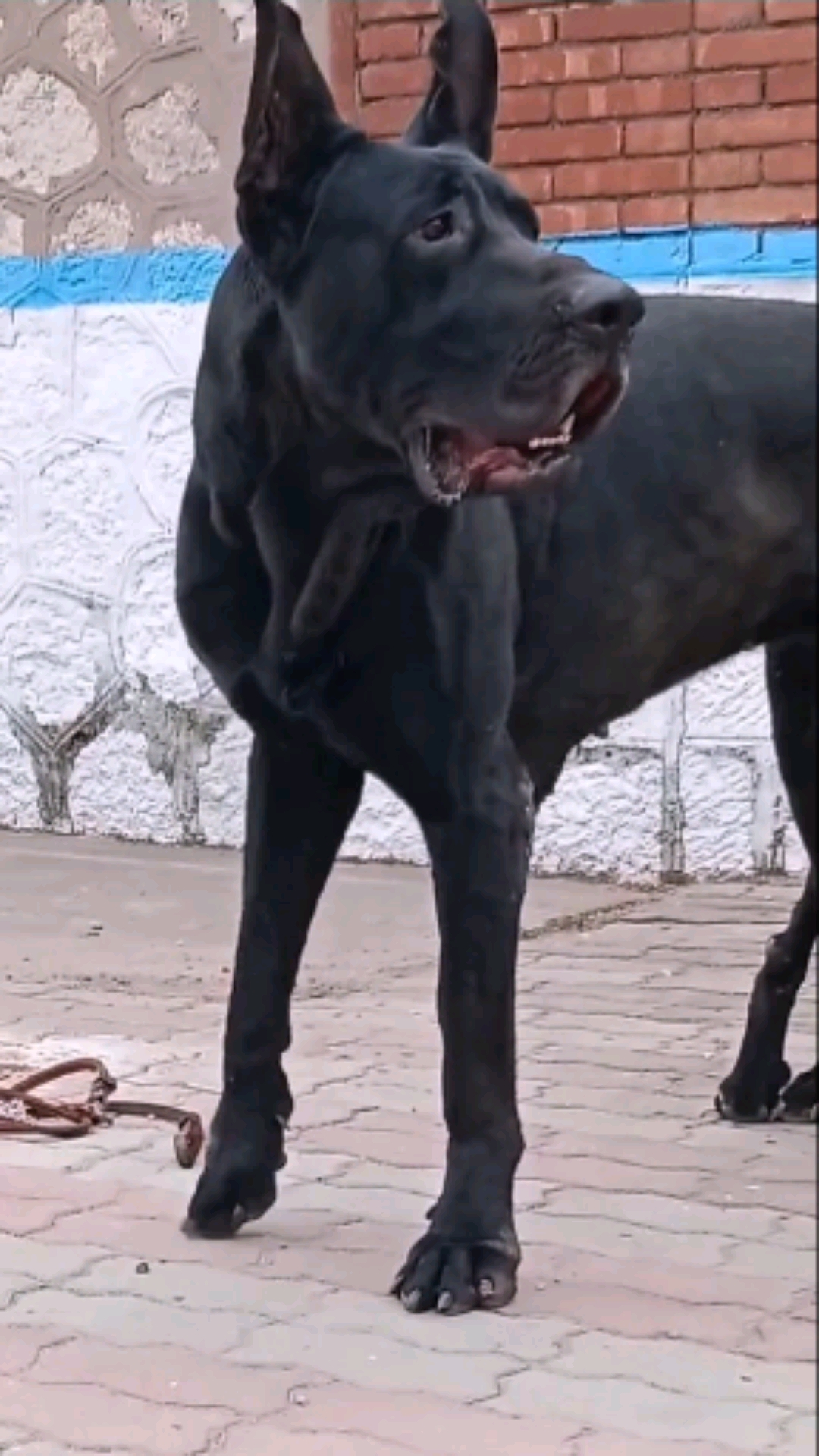 黑狼犬黑狼犬纯种黑狼犬