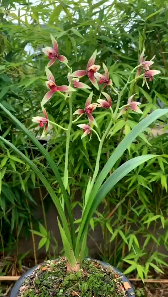 兰花#秋榜标杆品种,万山红缘,一起欣赏-度小视