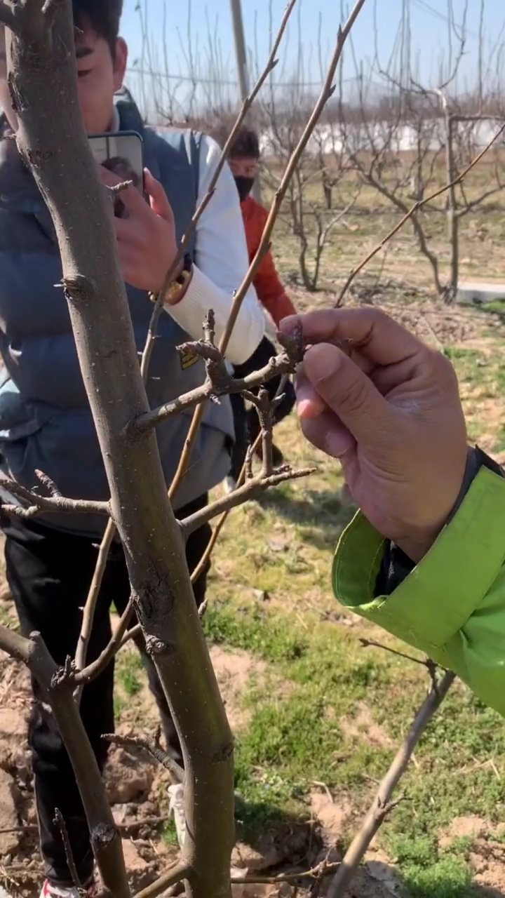 梨树鸡爪枝的形成及解决方法