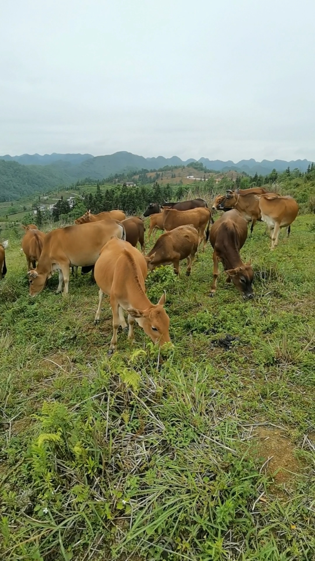 质量好的你又说它太贵,养殖户这24头放养土黄牛麦16