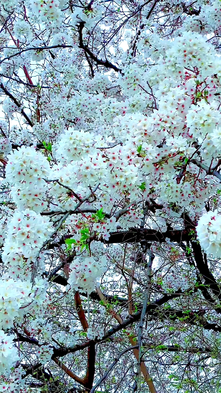 旅游进行时秀出你的解压超能力享受春天的气息樱花桃花梨花杏花太美了