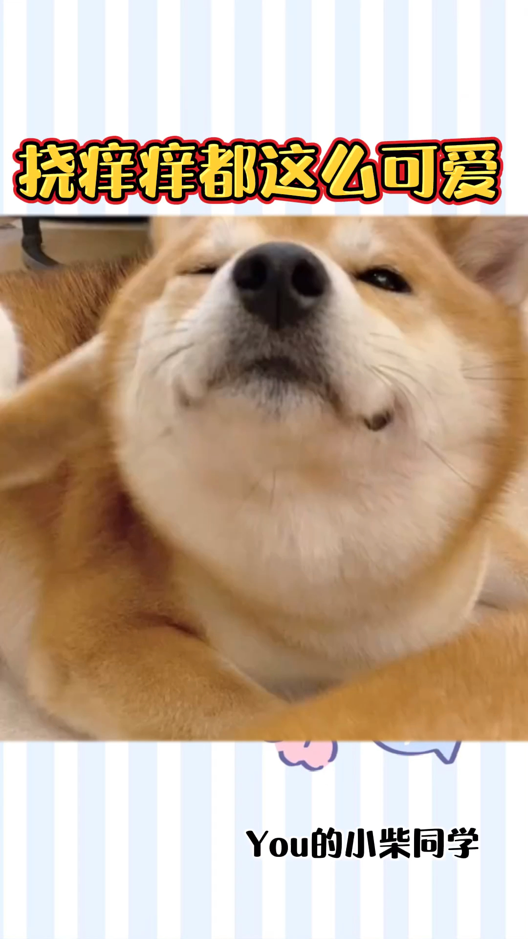 柴犬挠痒痒都这么可爱你还有什么理由不爱