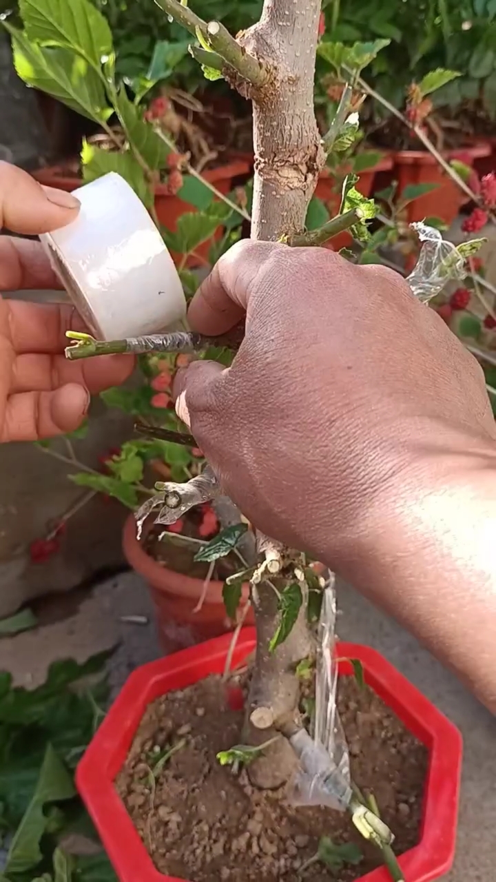 嫁接技术#嫁接四季果桑是这样嫁接的,一般人看不懂
