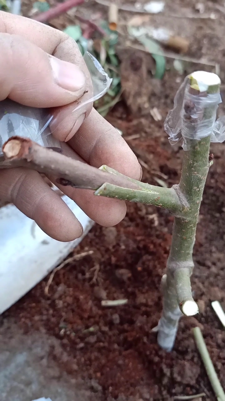 这是嫁接高手#劈接樱桃技术,成活率极高,实用性强,你看懂了吗?