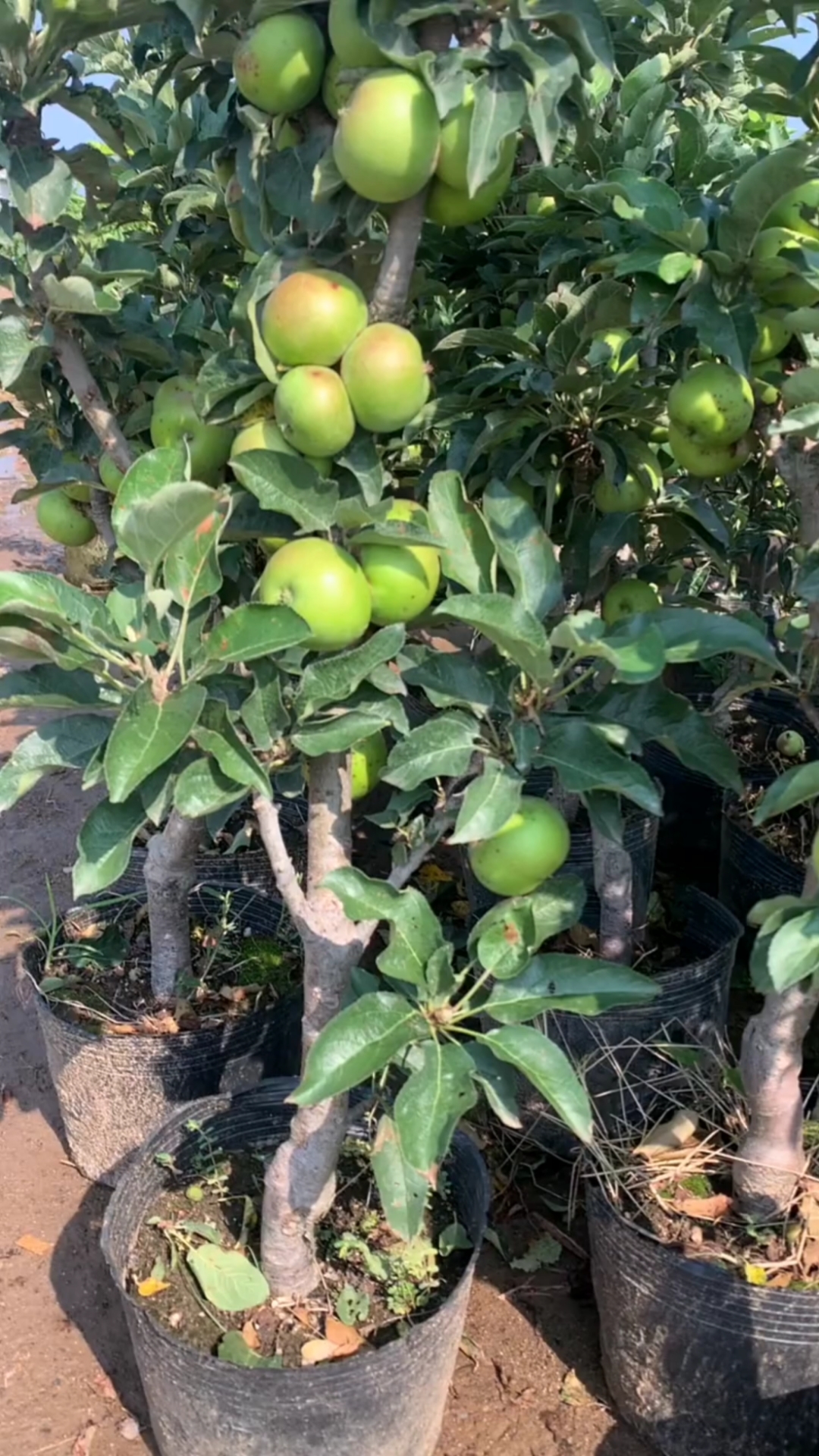 盆栽冰糖心苹果树苗,南北方均可种植