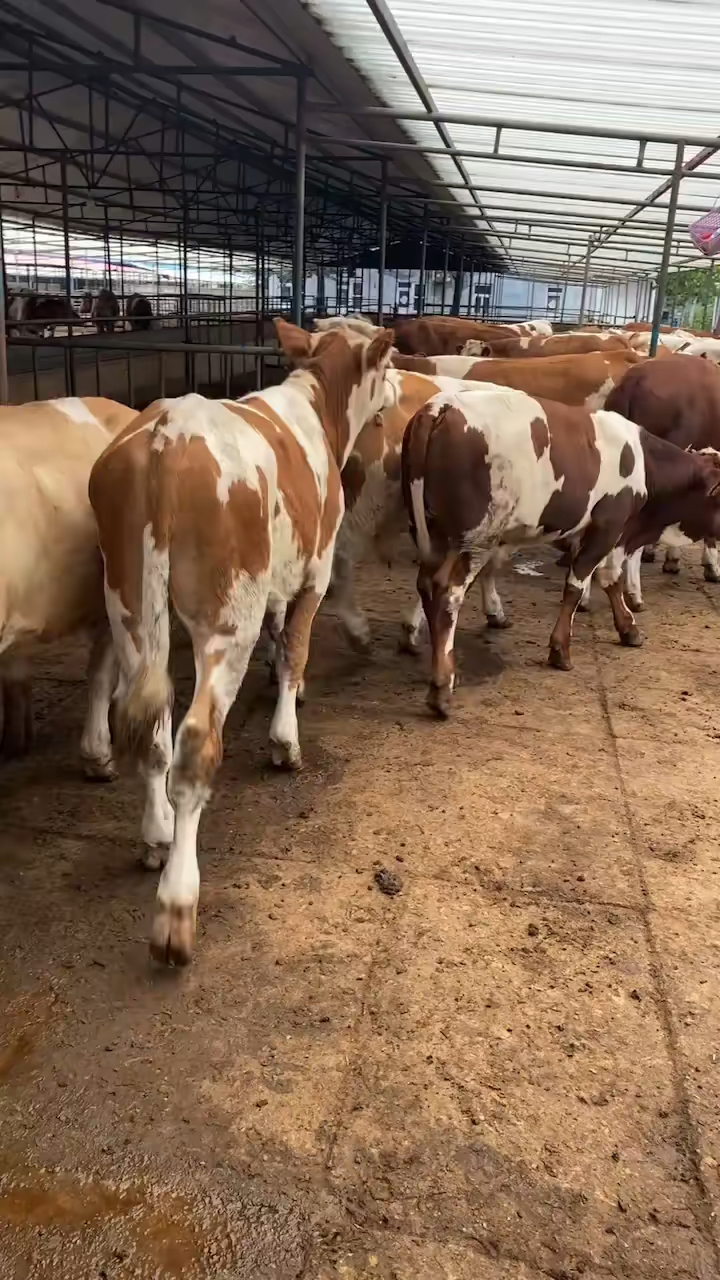 世界顶级肉牛品种之一西门塔尔牛