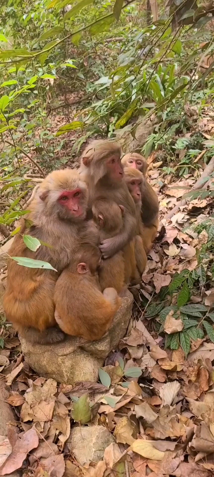 五个萌宝宝#猴妈妈一个人照顾五个宝宝,妈妈的爱更伟大